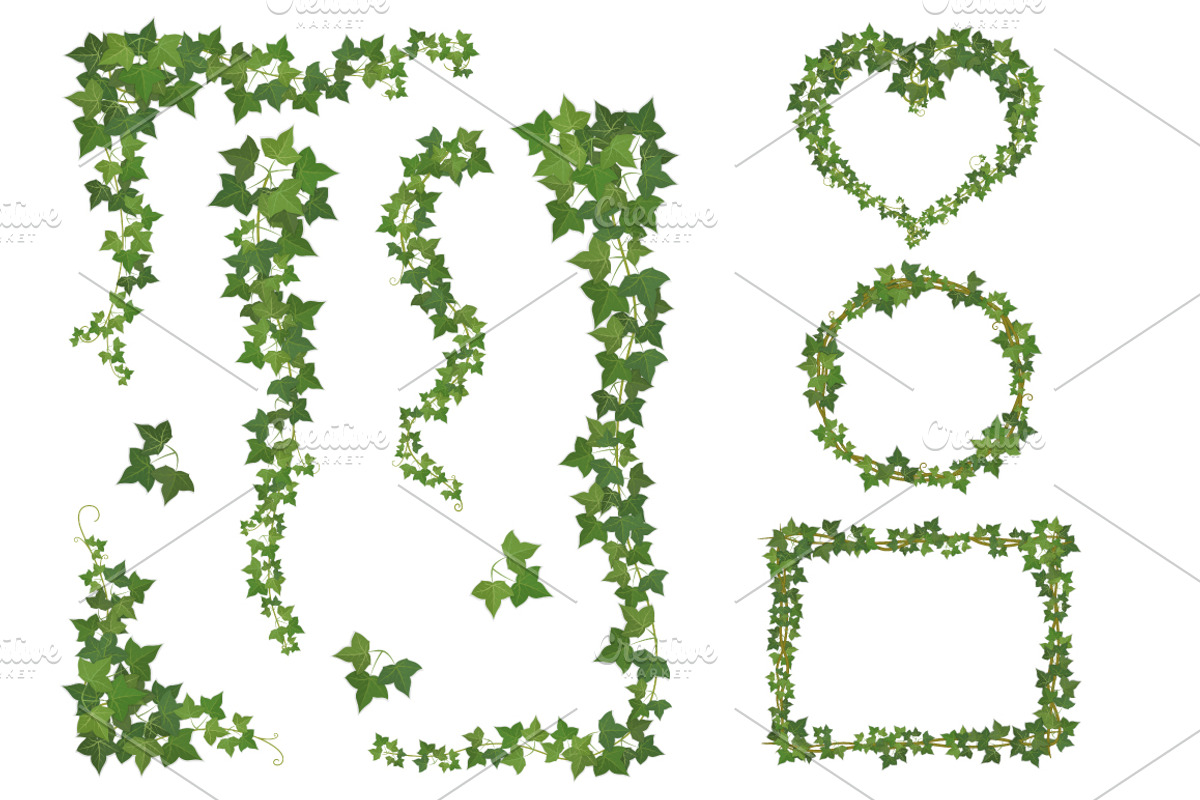 Ivy vector set for floral design, a Decorative Illustration by belander (Photo 2 of 4)