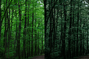 10 Forest Lightroom Presets, a Preset Add-On by RamsaGraphi (Thumbnail 6 of 10)