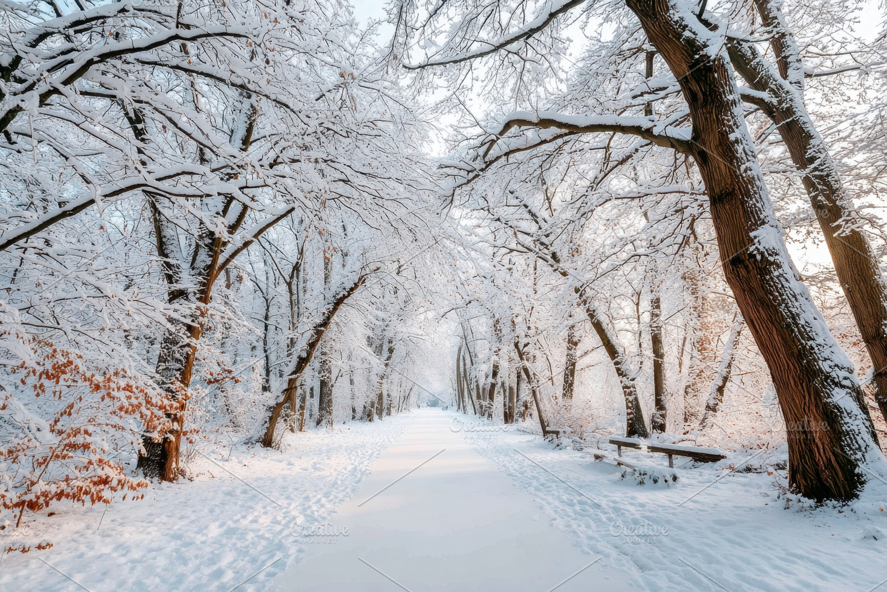 Serene winter pathway in a snow-covered forest, a Nature Photo by AlyaAnd