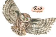 Watercolor Owls, an Animal Illustration by OlDm_Shop (Thumbnail 3 of 5)