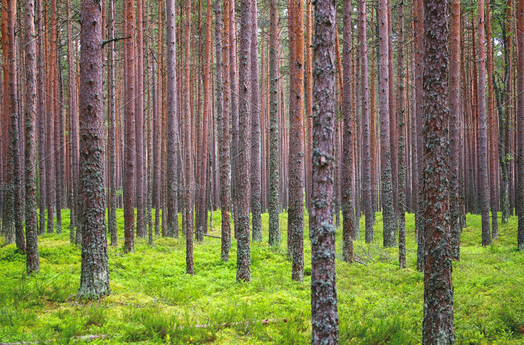 Forest Featuring Forest Wood And Tree