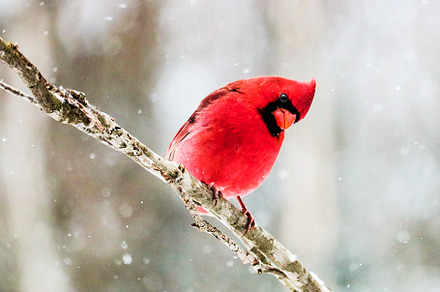 Braving the Storm