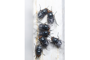 Macro shot of a cluster of house, an Animal Photo by Pakosta