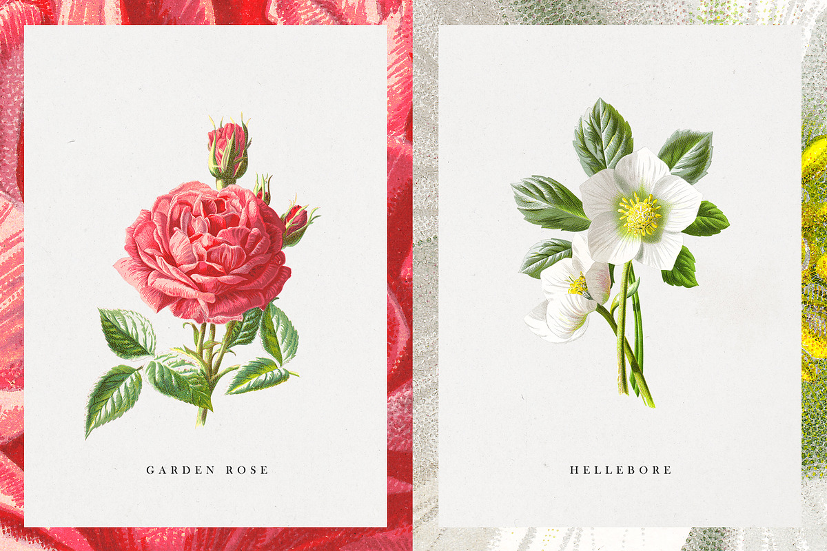 Vintage Flower Illustrations, an Illustration by Greta Ivy (Photo 4 of 8)