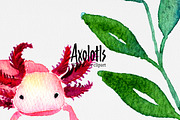 Clip art: Axolotl watercolor, an Animal Illustration by SandraGraphicDesign (Thumbnail 5 of 6)