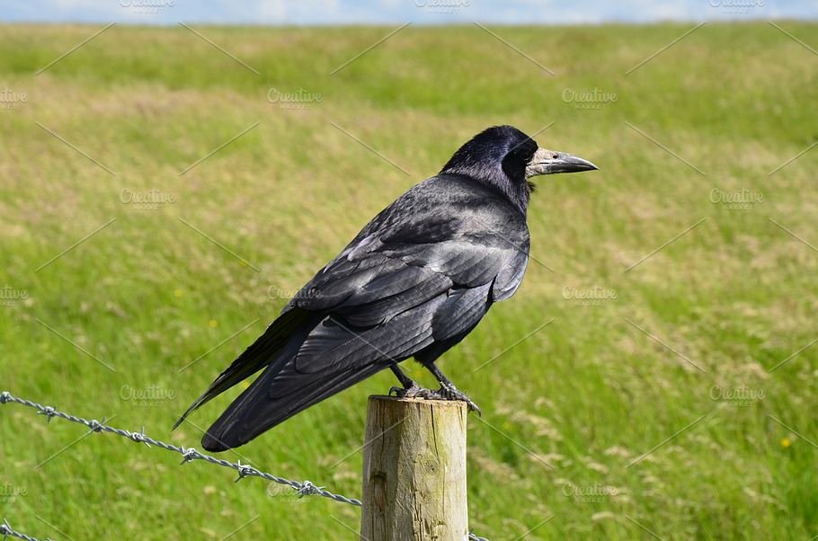 Grass And Raven