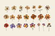 Wilde Flowers Herbarium Collection, an Object Graphic by Nova Studio (Thumbnail 2 of 9)
