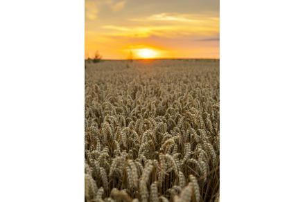 Golden wheat field at sunset, an Industrial Photo by volodymyrshtun13795