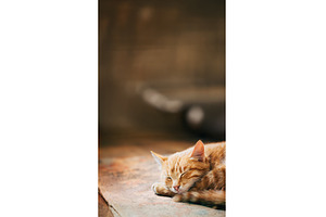 Close up of Small Peaceful Orange, an Animal Photo by Our Amazing World