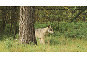 Curious Cub Wolf, Canis Lupus, Gray, a Graphic by Our Amazing World (Thumbnail 1 of 2)