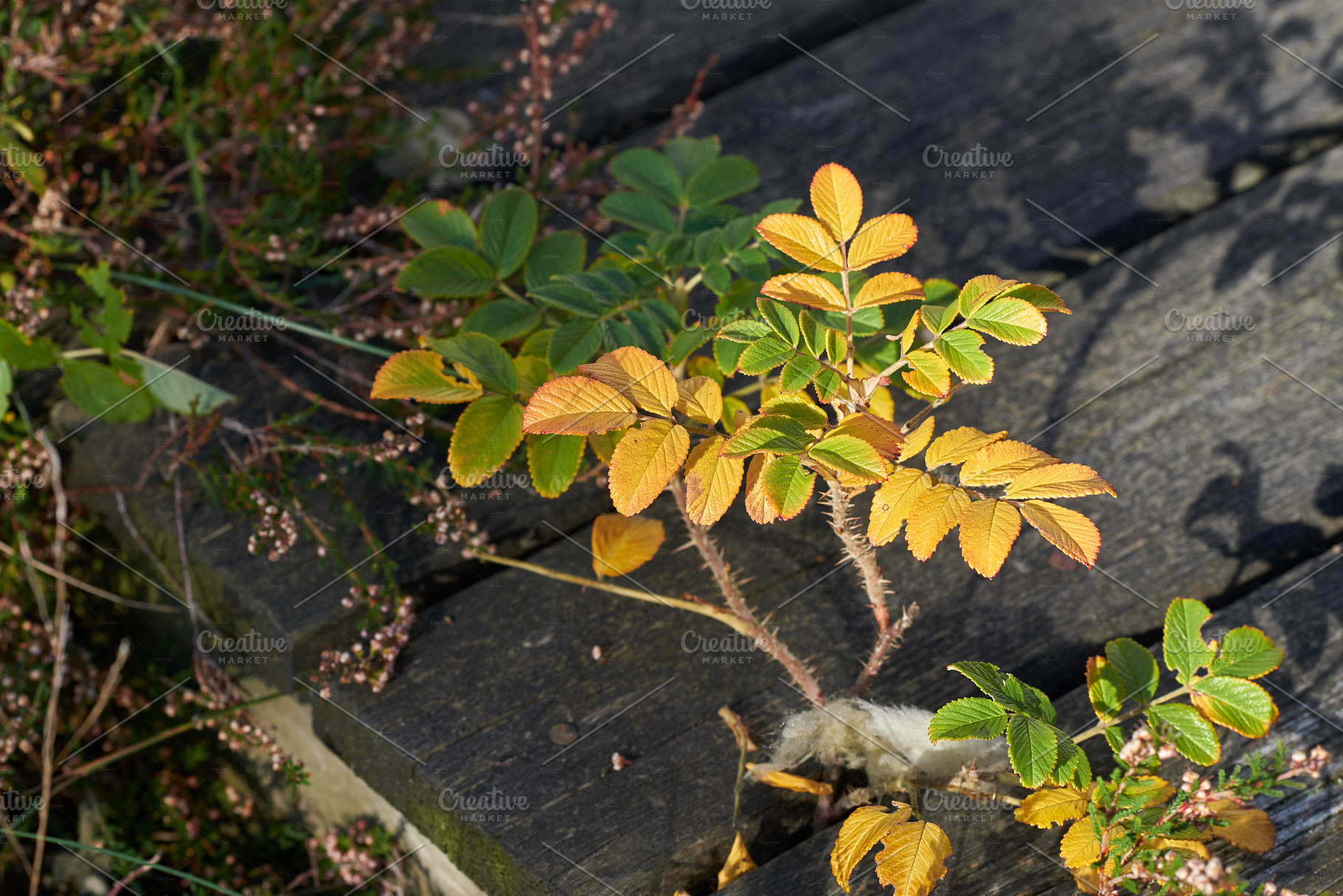 Beautiful autumn, a Photo by Peopleimages.com
