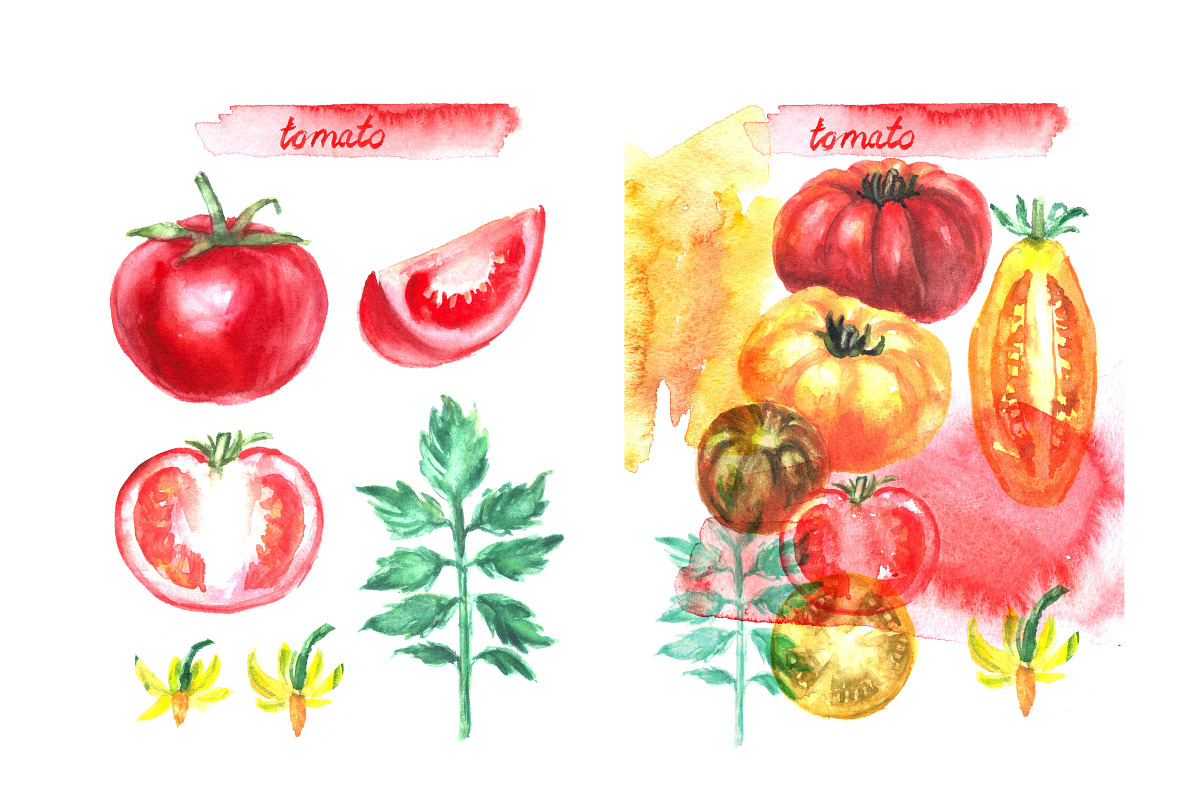 Watercolor vegetables. Tomato., a Food Illustration by katya.bogina (Photo 4 of 4)