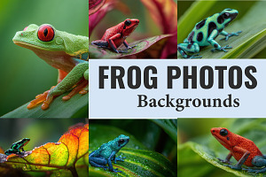 31 photography of frog, an Animal Photo by SouravDesign