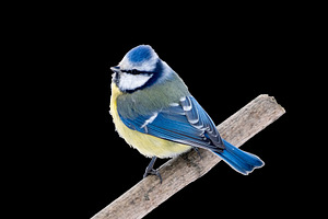 Blue Tit perched on branch isolated, an Animal Photo by Fascinadora