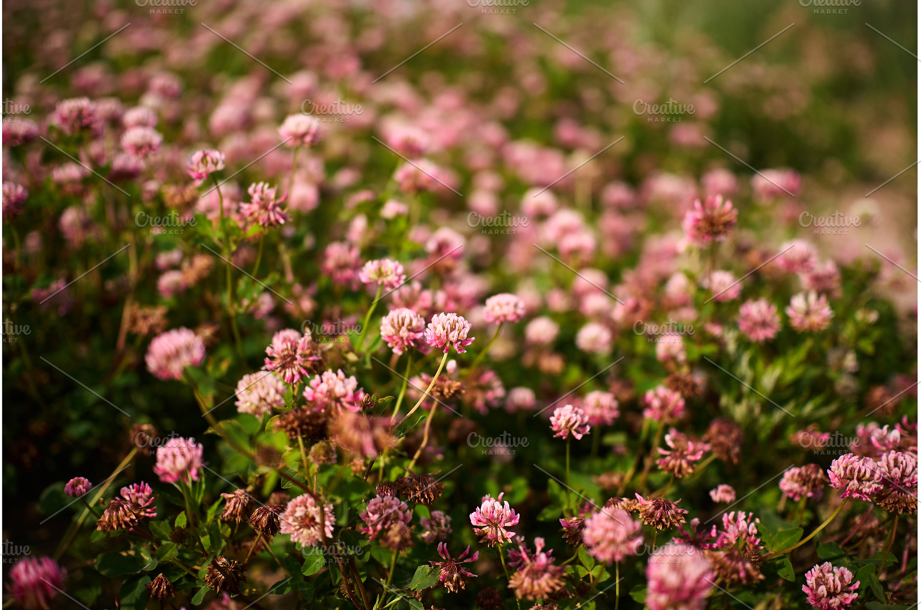 A garden filled with clover flowers, a Nature Photo by darksoul72