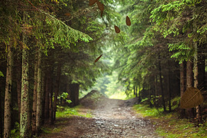 Leaves 6 Styles Transitions AEP