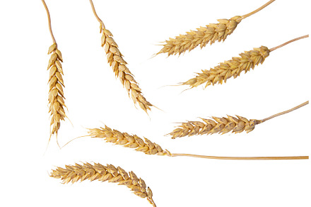 spikelets of wheat isolate on white, a Food & Drink Photo by yanadjana