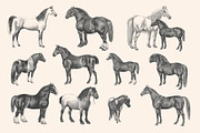 Horses - Vintage Illustration Set, an Illustration by Graphic Goods (Thumbnail 2 of 12)