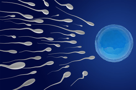 3D Image of Human Sperms