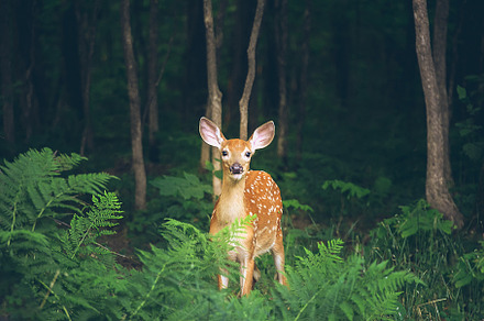 Fawn in the Forest, an Animal Photo by Vanilla Extinction