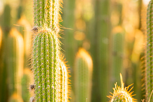 Cactus Plants, a Nature Photo by THP Creative