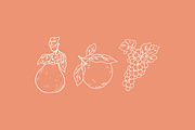 Fruit Garden Vector Illustrations, a Decorative Illustration by Emma Webb Studio (Thumbnail 5 of 7)