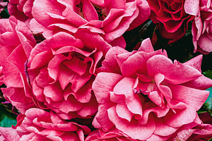 Pink Flowers
