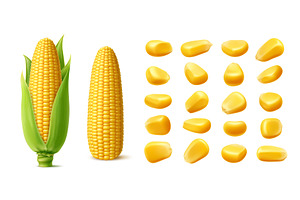Realistic ripe raw sweet corn cob, a Food Illustration by Buch&Bee