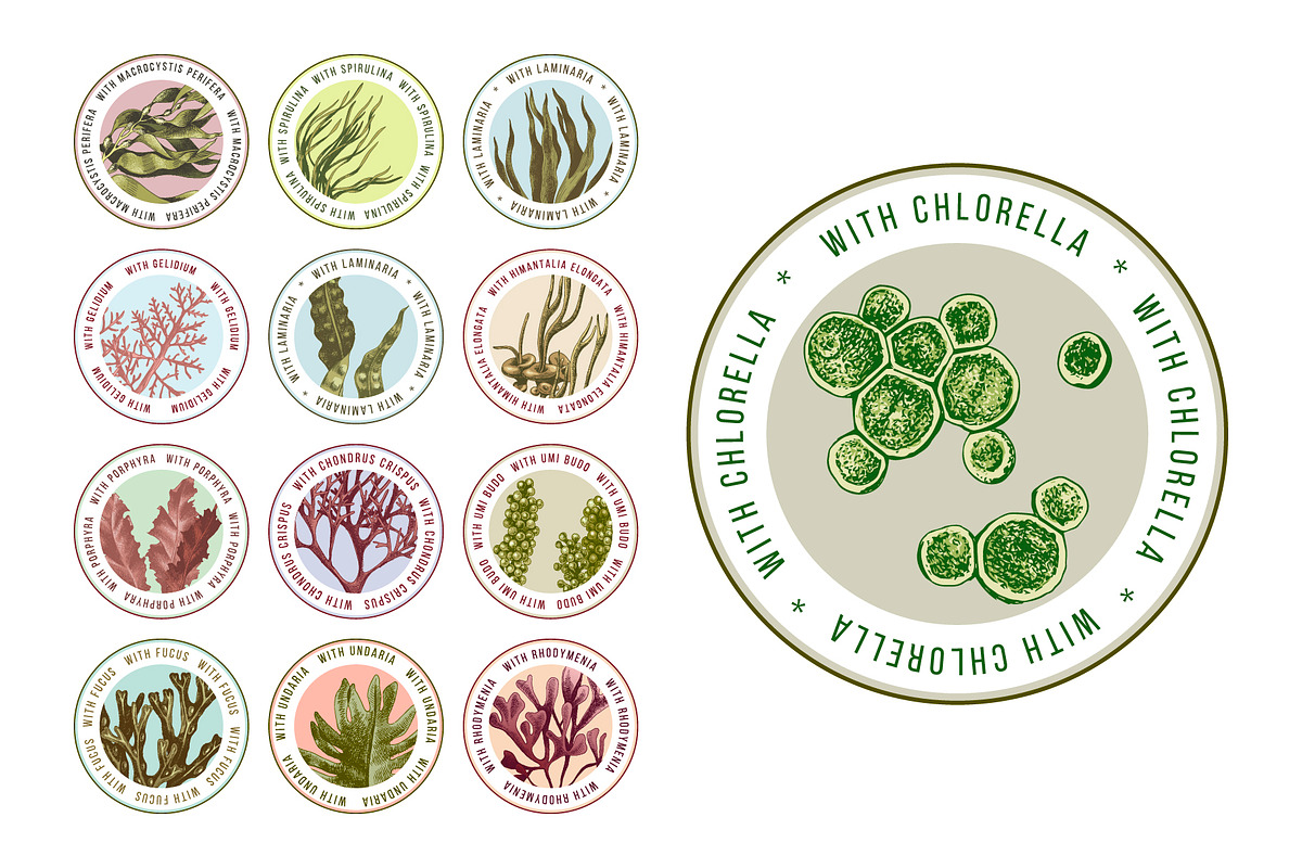 Hand drawn edible seaweeds, a Decorative Illustration by handsketched (Photo 5 of 7)