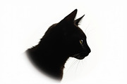Cat Silhouette Vector Bundle, an Object Graphic by BIPLOB EXPERT (Thumbnail 11 of 11)