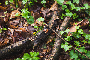 A Little Snail on a Branch