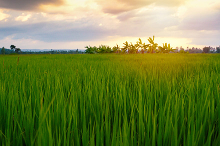 Beautiful paddy field rice, a Nature Photo by Nuchylee Photo