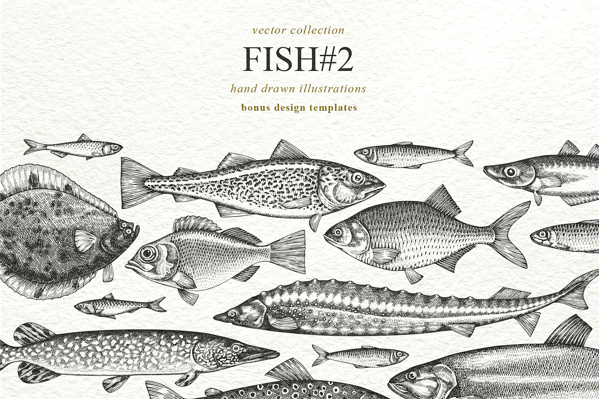 Fish#2 Vector Collection, a Food Illustration by Lubov Illustrations Shop (Photo 1 of 12)