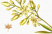 Avocado in botanical style, a Food Illustration by Ann Astro (Thumbnail 13 of 13)