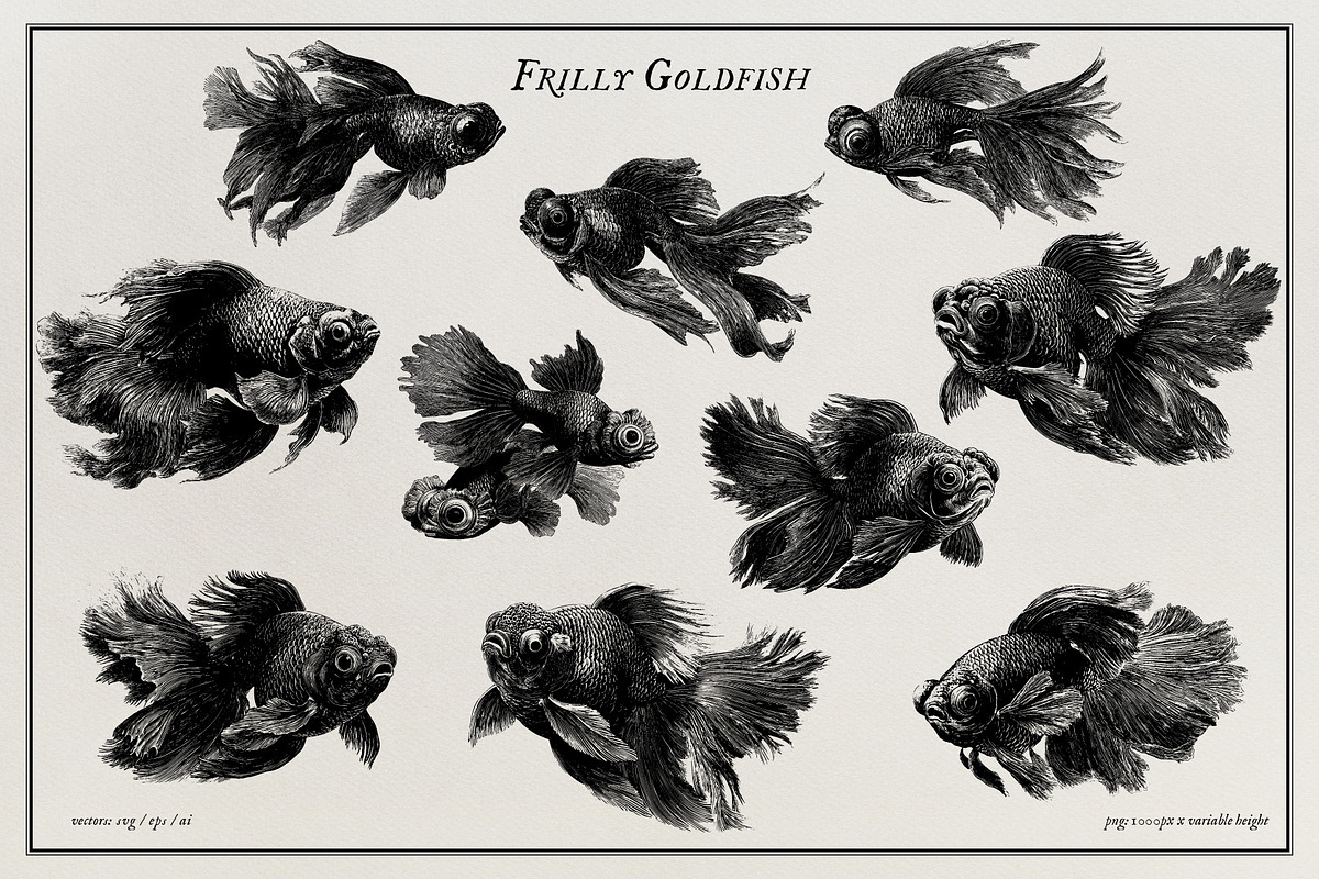 Aquatic Natural History Collection, an Object Graphic by Blixa 6 Studios (Photo 4 of 24)