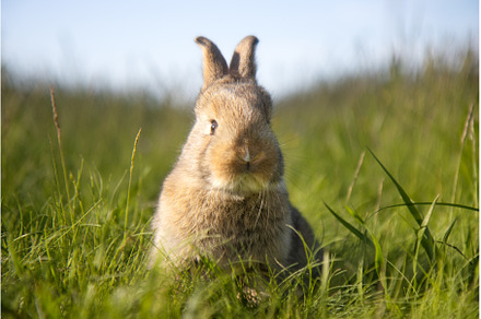 beautiful rabbit on a spring meadow, an Animal Photo by Pakosta