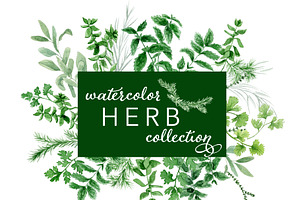 Watercolor Herb Collection