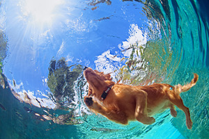Swimming dog, an Animal Photo by Tropical Studio