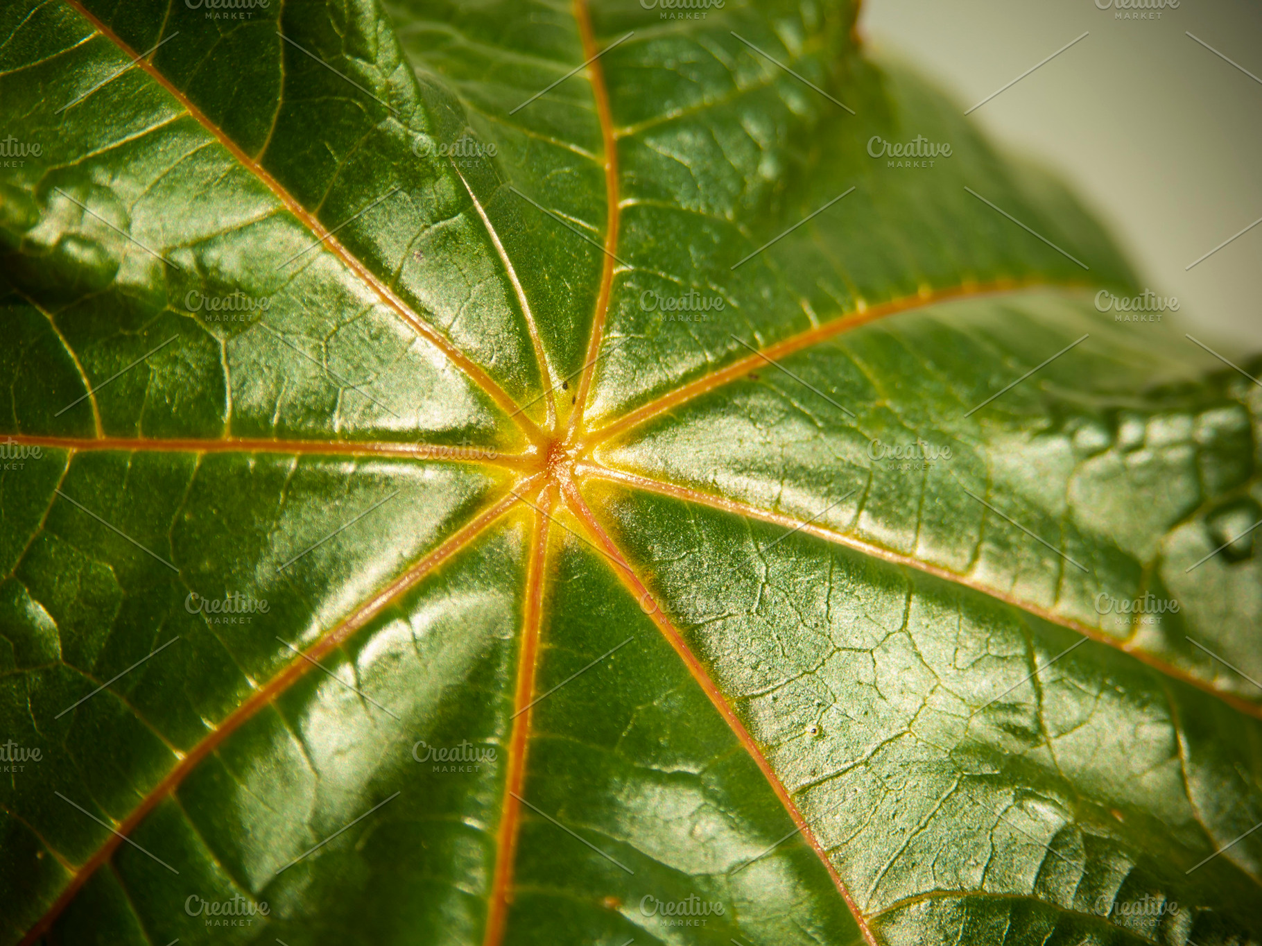 Star Leaf, a Nature Photo by THP Creative