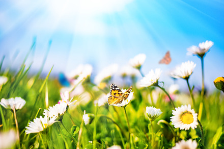 Chamomile daisies in green field