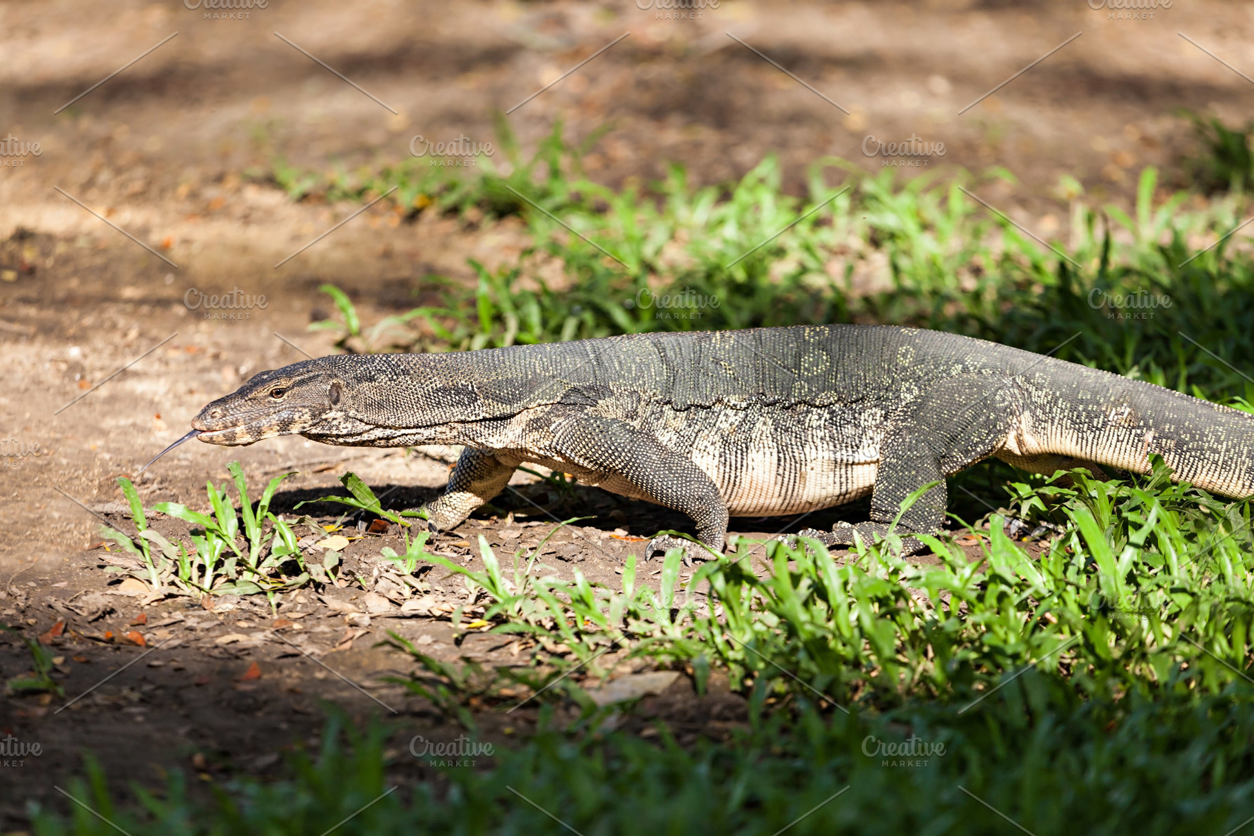 Monitor lizard, a Photo by saiko3p