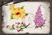 US State Flowers Part 2 Illustration, a Decorative Illustration by DioFlow (Thumbnail 3 of 5)