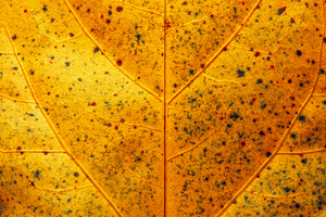 Hibiscus Ruth Wilcox Leaf, a Nature Photo by Rob D Animal Photography