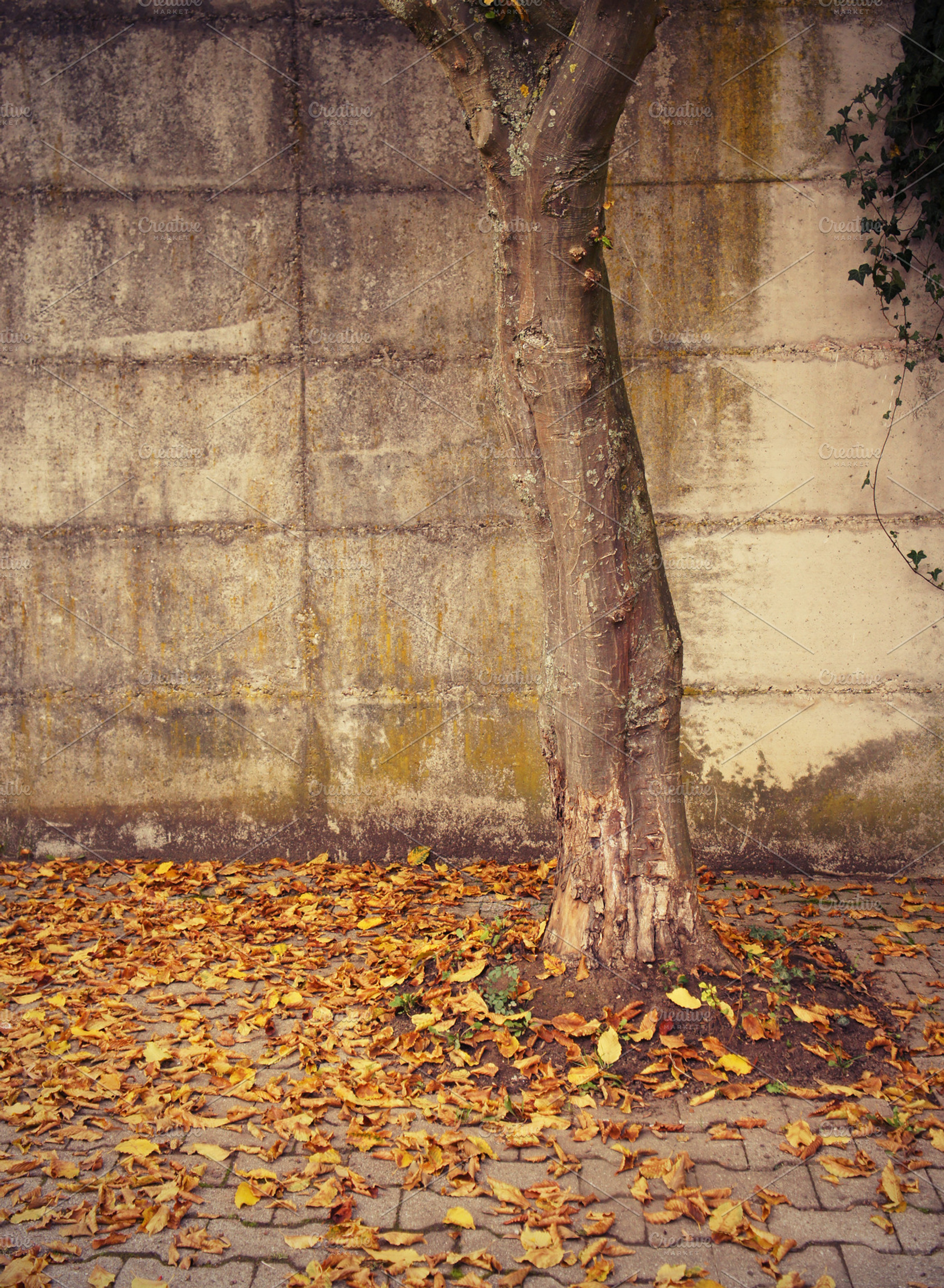 Fall Containing Wall Urban And Concrete