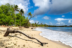 Plage des Salines beach in Sainte Anne, Martinique, a Nature Photo by Leonid Andronov