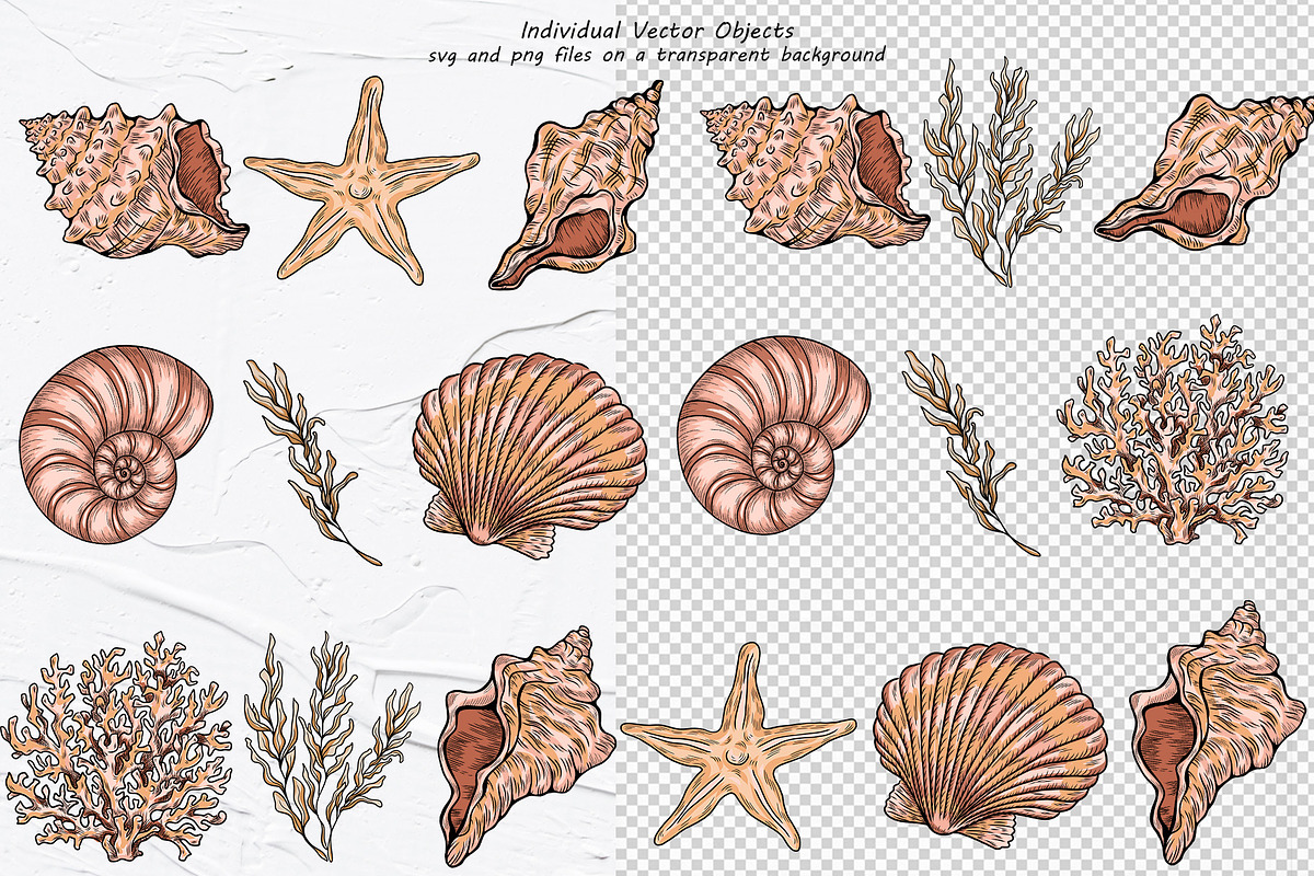 Seashell Vector Hand-drawn Clipart, an Object Graphic by BarvArt (Photo 2 of 6)