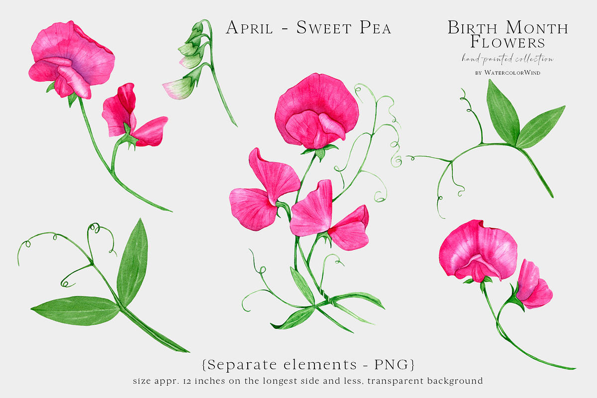 Sweet Pea Birth Month Flower Clipart, an Illustration by WatercolorWind (Photo 3 of 6)
