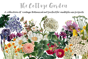 COTTAGE GARDEN BOTANICAL PRINTS