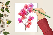 Bougainvillea Flower Watercolor PNG, a Seasonal Illustration by RobertsArt (Thumbnail 4 of 7)