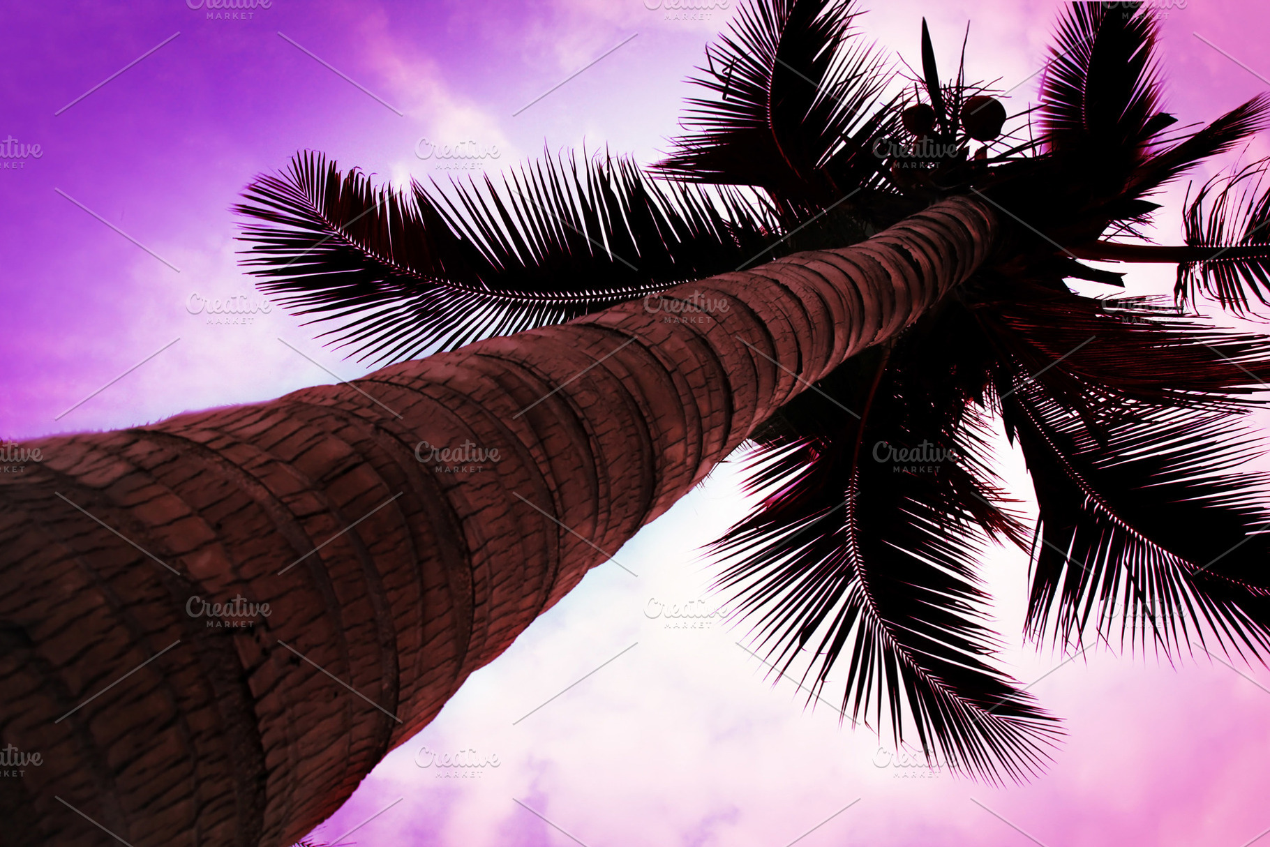 Palm on sky, a Photo by saiko3p